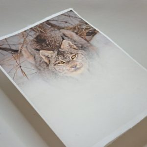 Cartes et papeterie