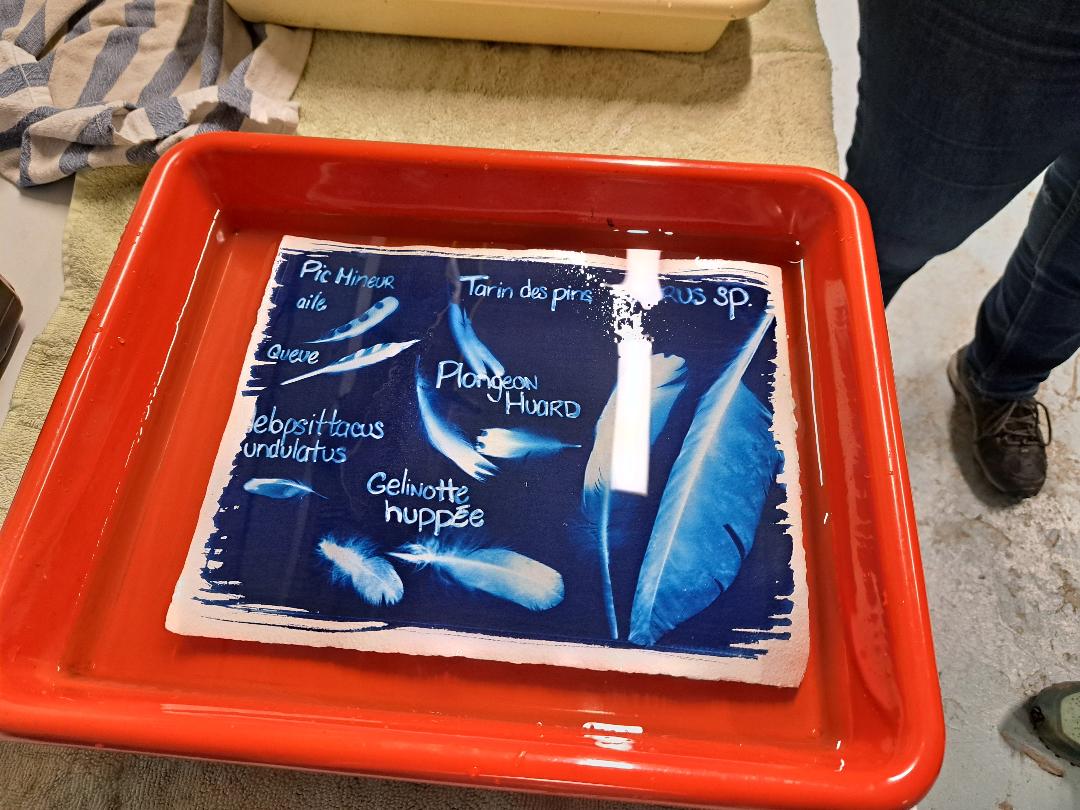 Atelier – Cyanotype avec Julien Vasseur – Image 2