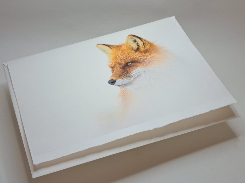 Carte avec impression photographique d'une renard roux sur papier Saint-Gilles par Julien Vasseur